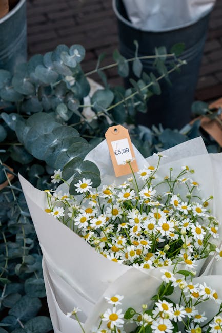 A bouquet of fresh white daisies with bright yellow centers, arranged in white wrapping paper. The bouquet is placed among sprigs of pale green eucalyptus with rounded leaves, creating a natural and v