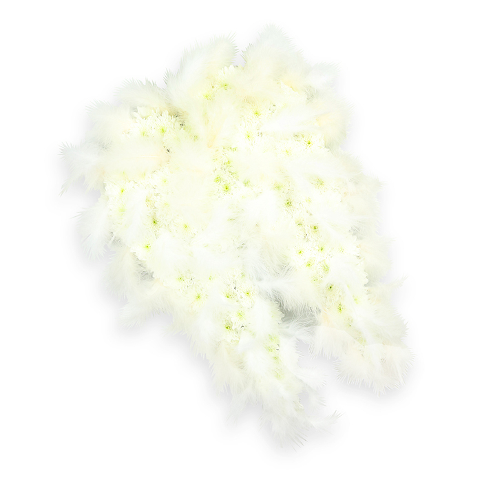 Displayed on a seamless white background, a beautifully crafted pair of angel wings in pure white offers a powerful yet gentle expression of sympathy. The main body of each wing is richly filled with petite white flowers, most likely dainty chrysanthemums or spray carnations, arranged with such care that their layered petals create a plush, velvety surface. Small touches of light green and soft lemon at the flower centers peek through the white, adding subtle, organic detail and evoking the freshness of blooms newly delivered from a Greenford florist's workbench. Surrounding this floral base, long, ruffled white feathers arc gracefully along the outer edges and narrow tips, reinforcing the familiar shape of bird wings while adding movement and softness. These feathers overlap in feathery plumes, their fine strands fanning out like gentle breath, enhancing the sense of lightness and spiritual uplift. Calm, even lighting floods the arrangement, while a modest shadow beneath provides depth without cluttering the pure, uncluttered scene. This angel wing tribute would feel at home in any Greenford chapel or crematorium, placed near the front to offer a comforting visual focus during farewell services. It speaks of purity, guidance, and the belief that a loved one is held in protective care, themes that resonate deeply with families gathering to remember someone special. The design is both simple and intricate, combining the discipline of precise floristry with the softness of clouds and feathers, creating a piece that honours a life with dignity and quiet beauty.