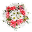 Celebrate the radiant spirit of Greenford with this stunning floral arrangement, featuring cheerful white daisies, lush coral-pink carnations, and wispy gypsophila thoughtfully arranged in a circular composition. Captured from above, the bouquet rests against a pure white background, highlighting the contrast between the crisp petals and the deep green foliage. Soft, ruffled carnations create a base of warmth and texture, while the daisies atop beam with sunny freshness-it's the kind of bouquet you might find brightening a kitchen table near Horsenden Hill or welcoming friends near Greenford Quay. Delicate clusters of baby's breath float like morning mist, their airy presence interspersed with elegant alstroemeria buds tinged with pink and purple, awaiting their full bloom. Cool eucalyptus leaves and a tapestry of darker greenery embrace the flowers, lending subtle fragrance and harmony to the arrangement. Each element is carefully chosen by Greenford's skilled florists, crafting a display with the perfect mix of joy and serenity-ideal for birthdays, get-well wishes, or everyday moments that call for a touch of natural beauty. Available for prompt delivery throughout Greenford, this bouquet brings a little extra brightness and heartfelt connection to any setting.